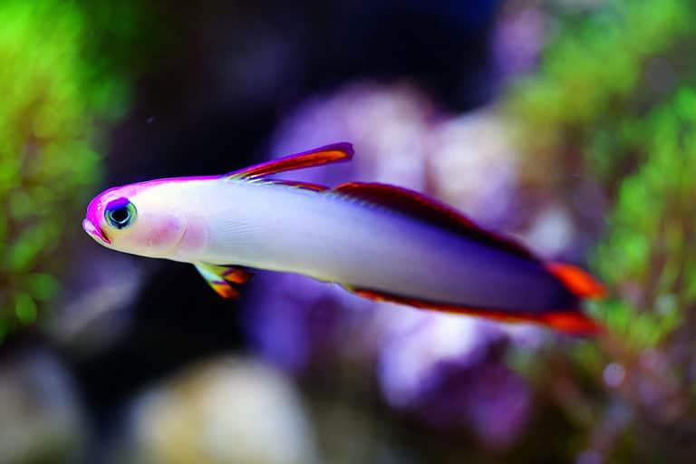 Discover 8 Spectacular Fish Found in the Philippines - A-Z Animals