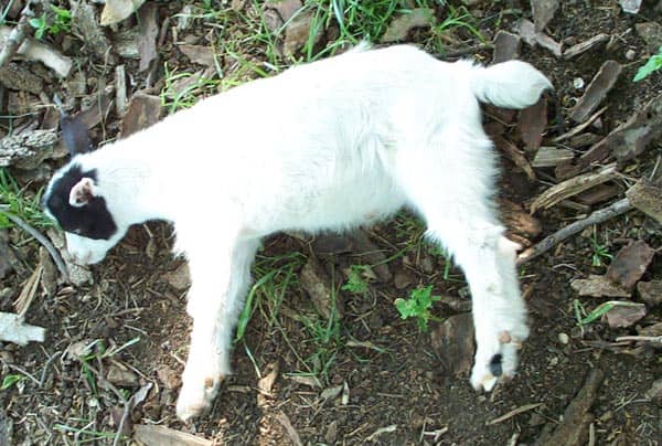Fainting goat that has fallen over due to genetic condition