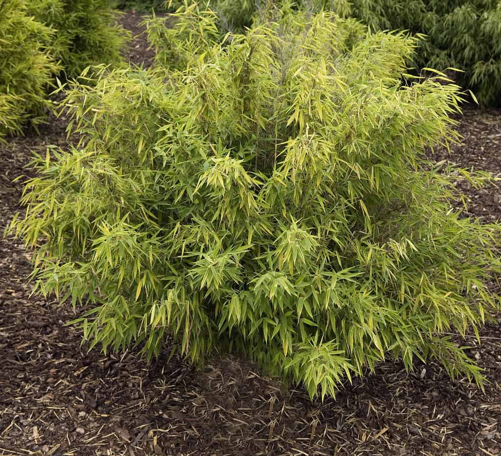 Clumping bamboo species are slow spreaders