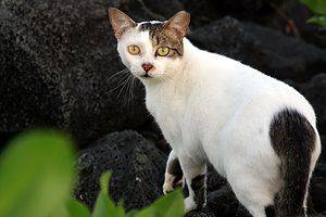 Types of Feral Cats Picture