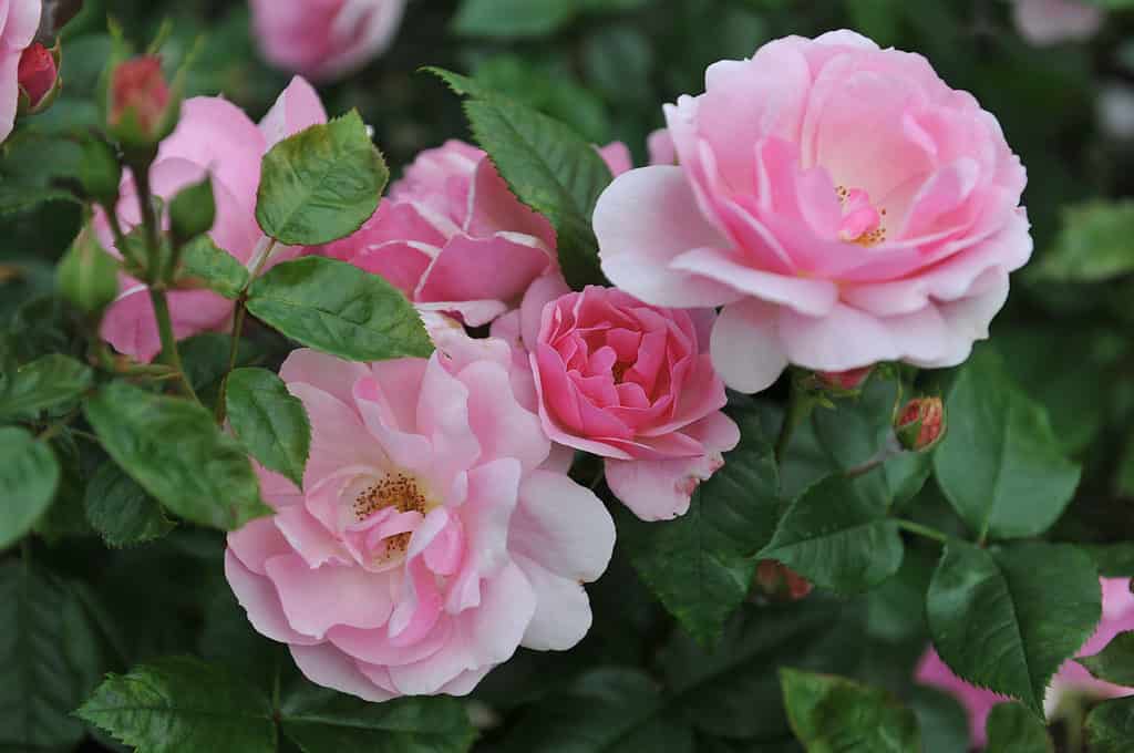 Pink Florabunda Rose with double petals against dark green leaves. 