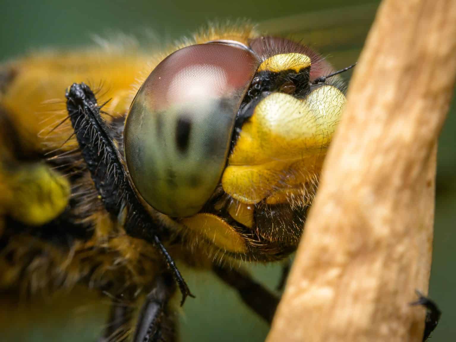 Discover the Official Alaska State Insect - A-Z Animals