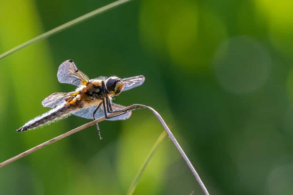 four-spotted skimmer dragonfly