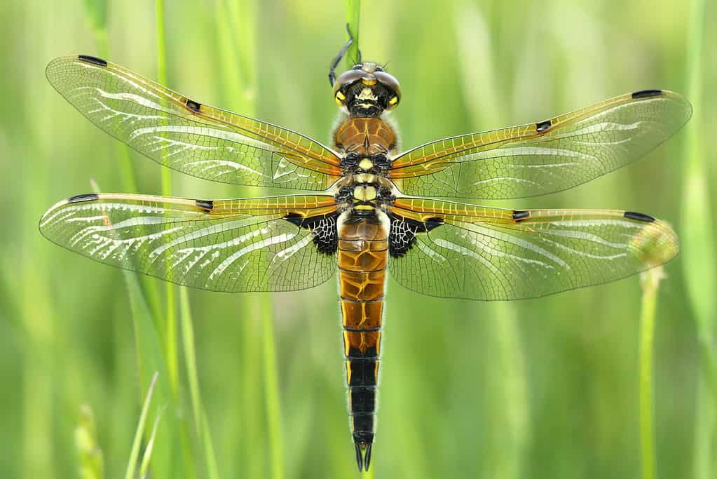 Four-Spotted Skimmer Dragonfly