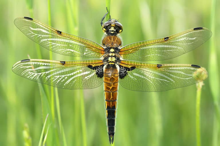 Four-Spotted Skimmer Dragonfly