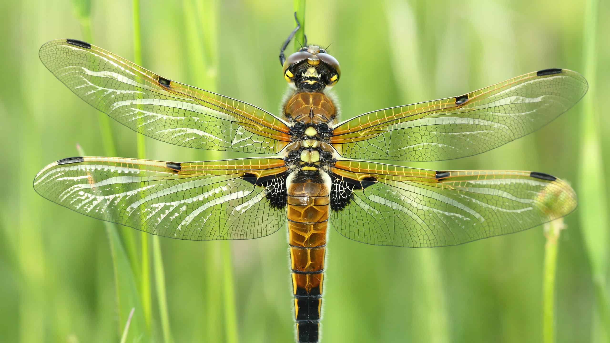 Four-Spotted Skimmer Dragonfly