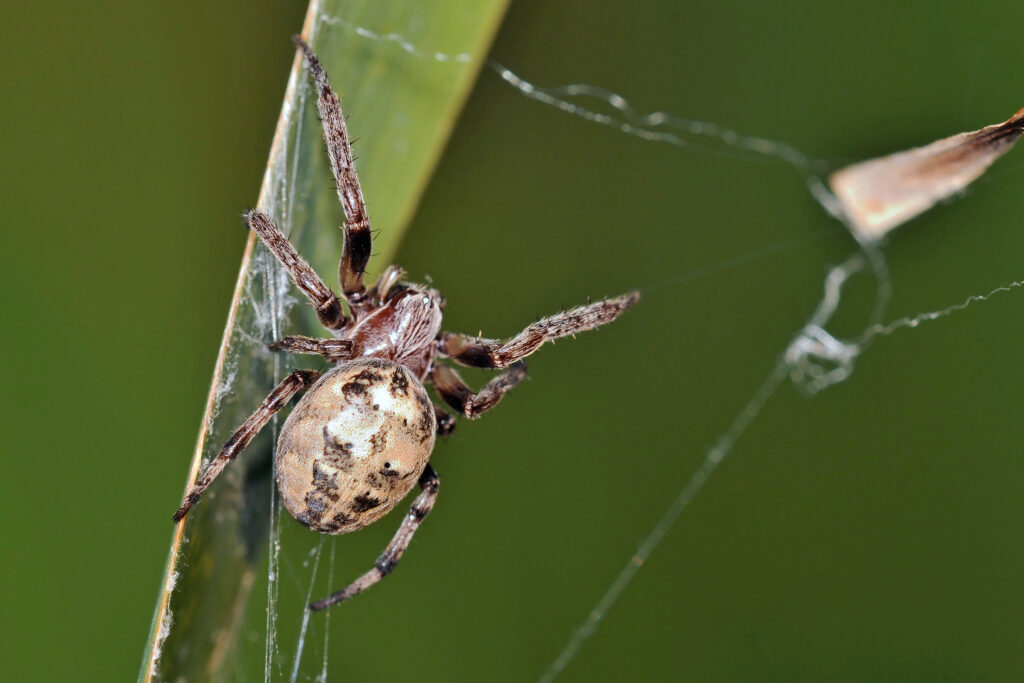 furrow orb spider