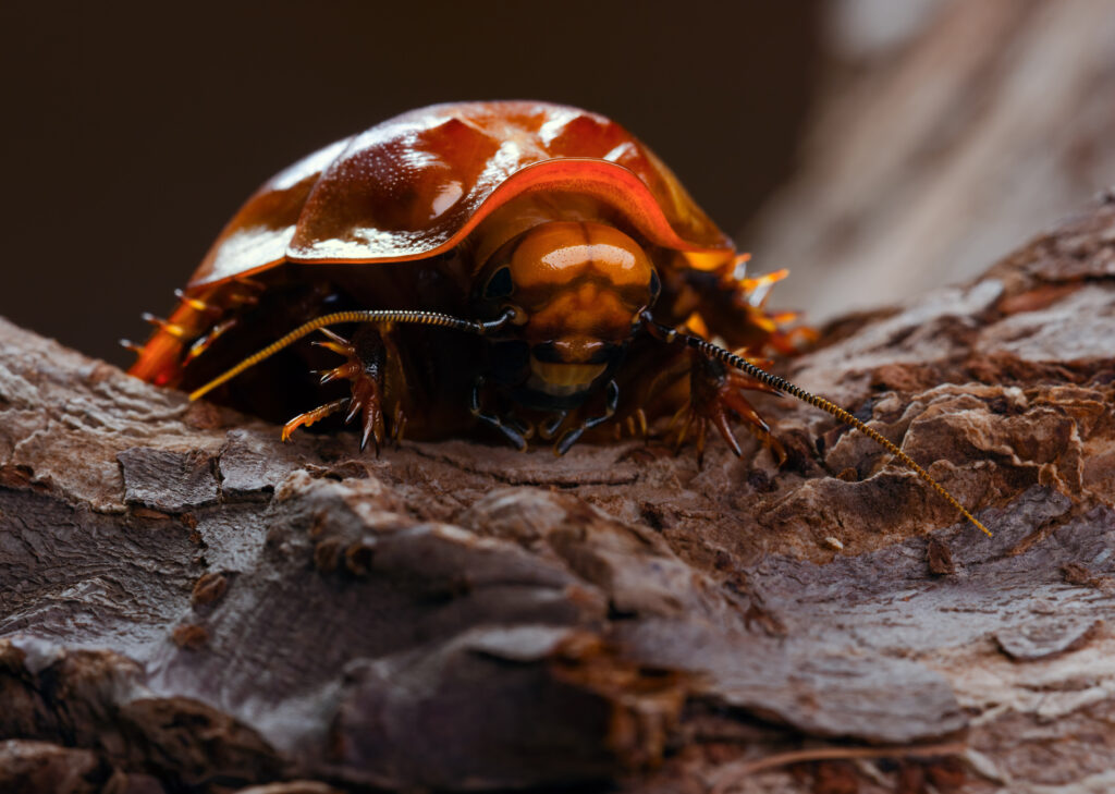 Giant Burrowing Cockroach