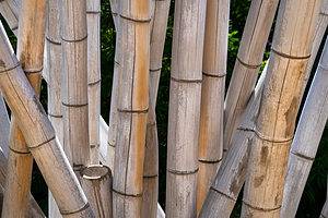 Bamboo In Wisconsin Picture