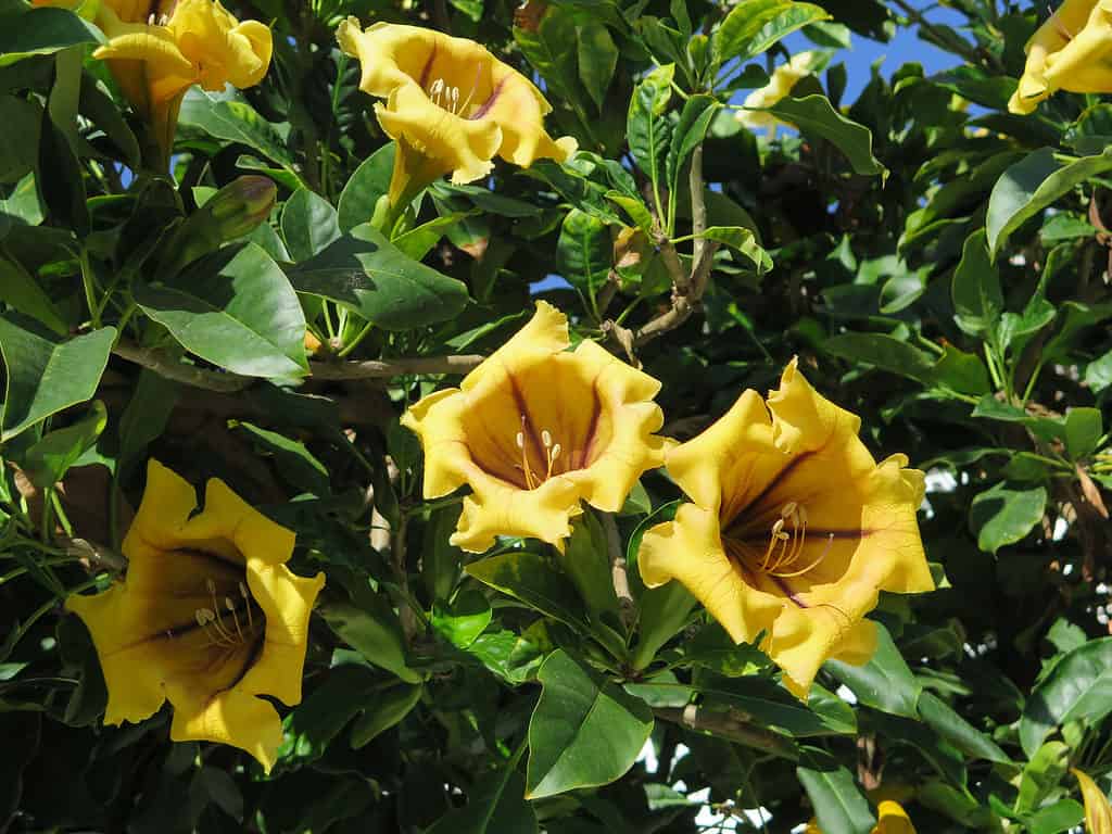 Golden Chalice Vine