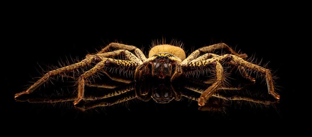 Golden Huntsman Spider