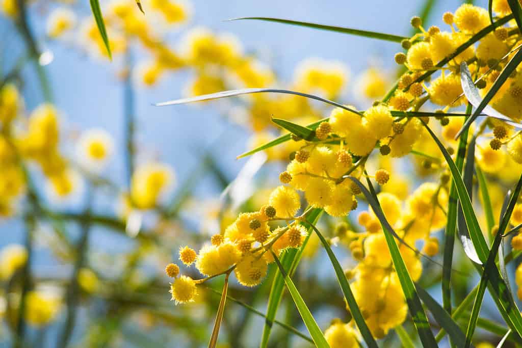 Mimosa flower