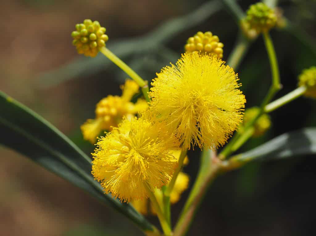 Discover The National Flower of Australia: The Golden Wattle - AZ Animals