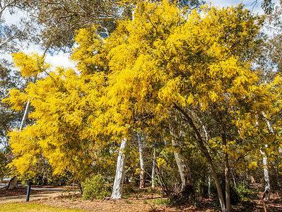 A Discover The National Flower of Australia: The Golden Wattle