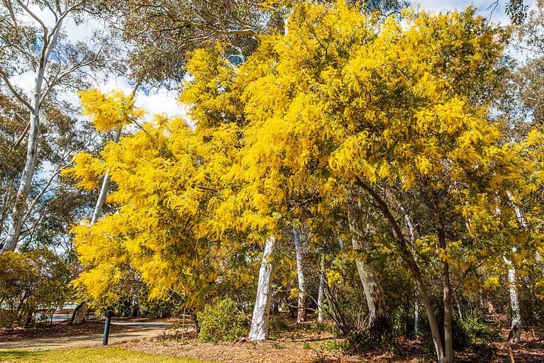 Golden Wattle
