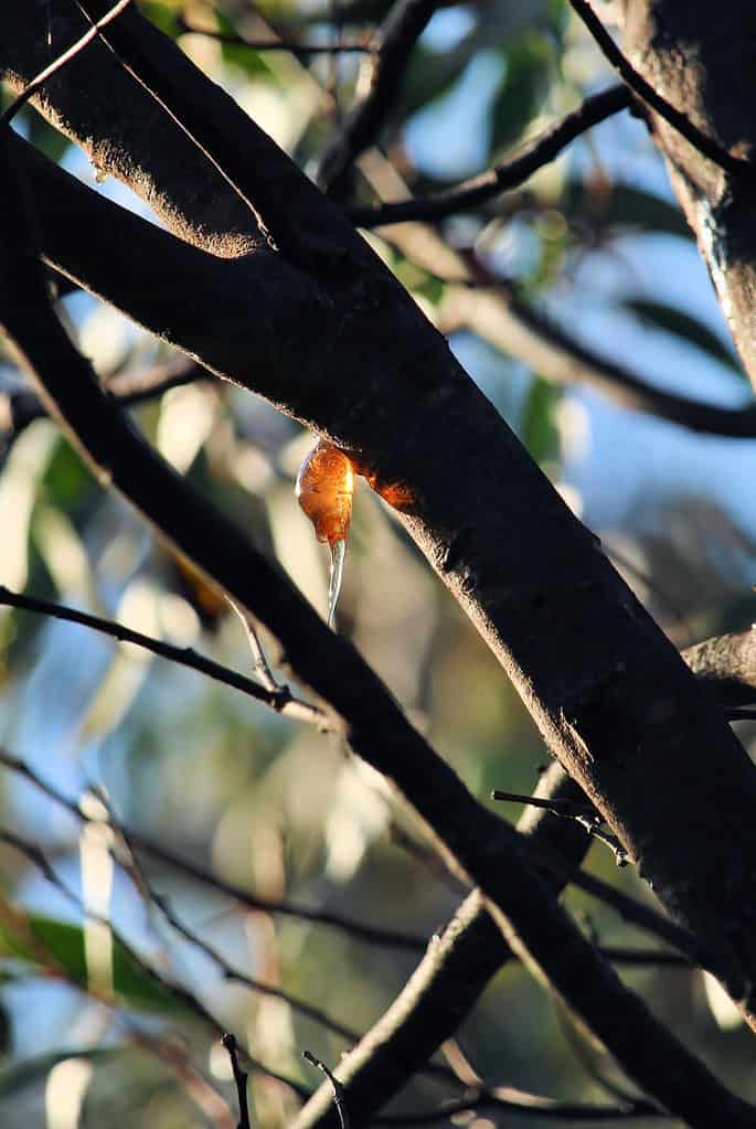 Golden Wattle Gum