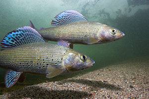 Discover 7 Spectacular Fish Found in Mongolia Picture