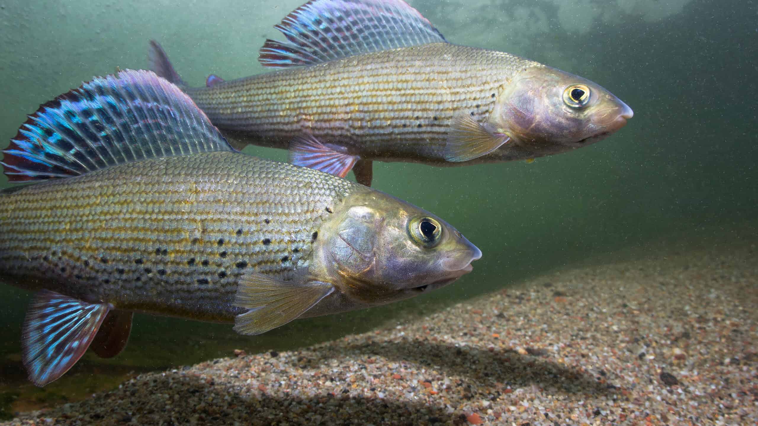 Discover 7 Spectacular Fish Found in Mongolia