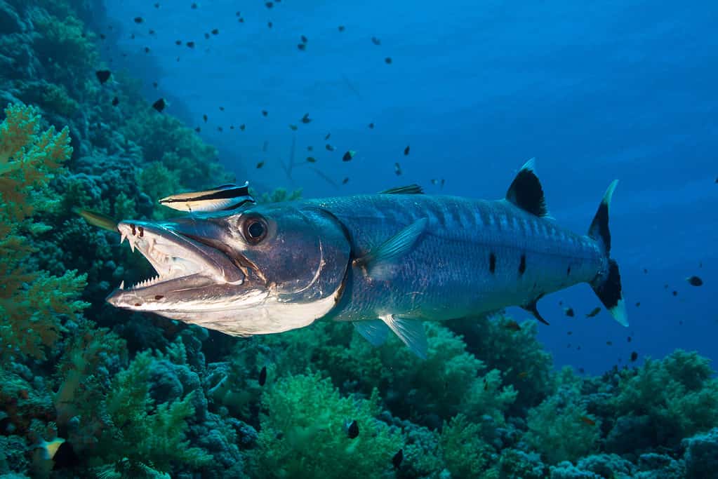 The Great Barracuda swimming near a coral reef in bright blue clear water, surrounded by smaller fish. 