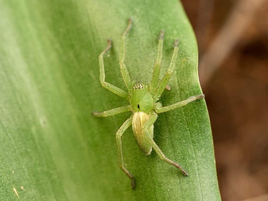 huntsman spider size comparison