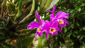 Discover the National Flower of Costa Rica: Guaria Morada Picture