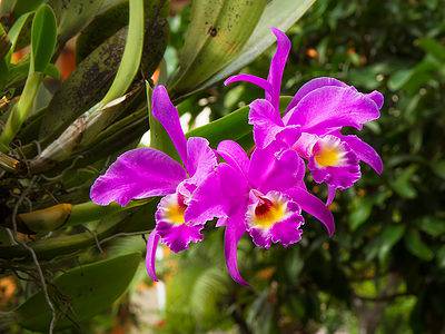 A Discover the National Flower of Costa Rica: Guaria Morada