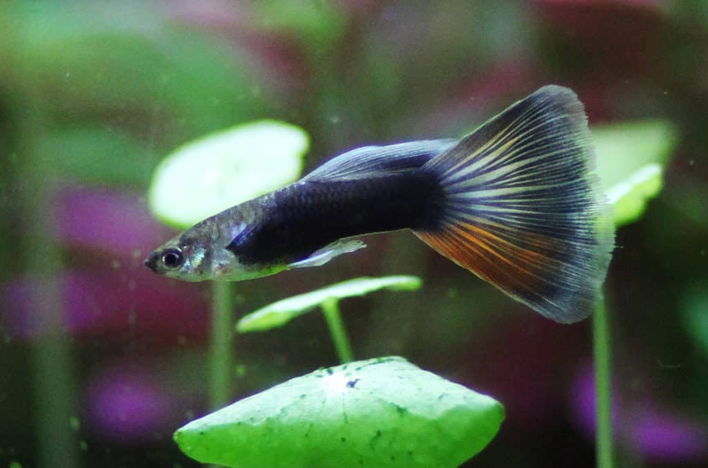 Guppy male moscow