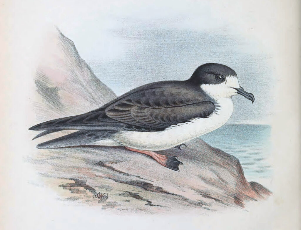 Hawaiian Petrel