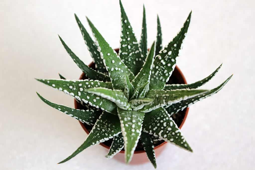 Haworthia Alba