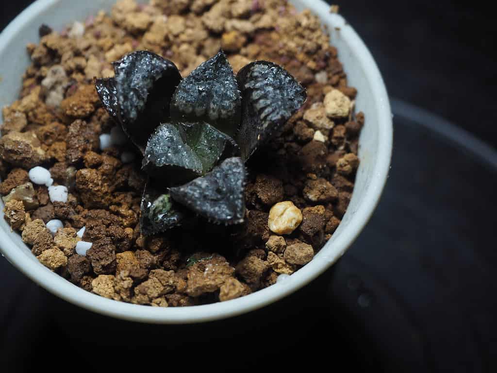 haworthia splendens