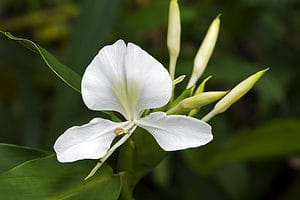 Discover The National Flower of Cuba: Hedychium Coronarium Picture