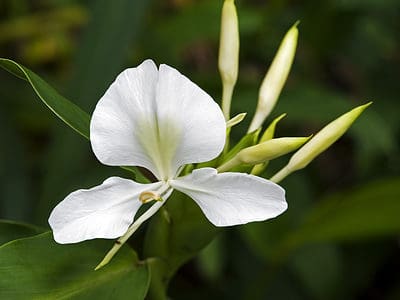 A Discover The National Flower of Cuba: Hedychium Coronarium