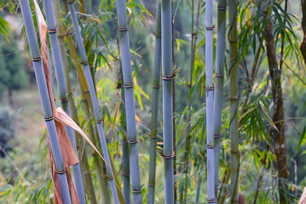 Himalayan Blue Bamboo