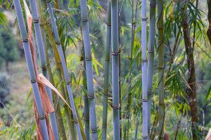 The Two Main Types of Bamboo Plants Picture