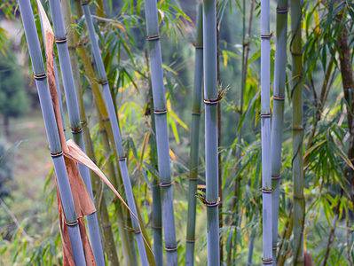 A The Two Main Types of Bamboo Plants
