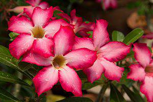 Discover The National Flower of Ghana: Impala Lily Picture