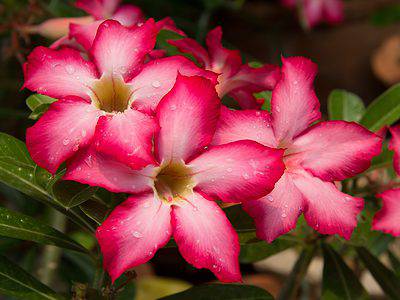 A Discover The National Flower of Ghana: Impala Lily
