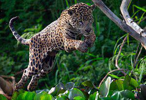 This Jaguar’s Epic Battle With a Croc Will Leave You Speechless Picture