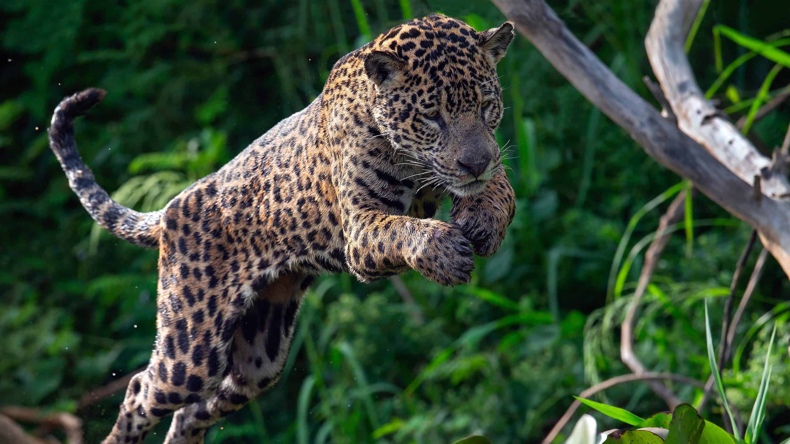 Watch This Jaguar Enjoy a Huge Catfish Lunch Before Slinking Into the Woods  - AZ Animals