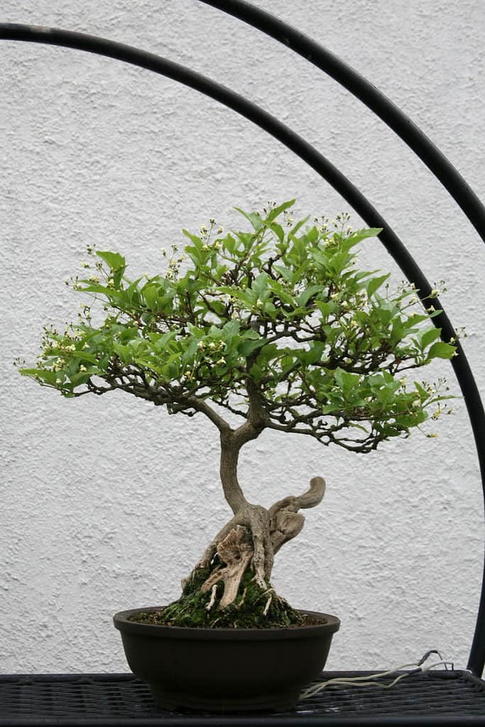 Japanese Premna (Premna japonica) bonsai tree
