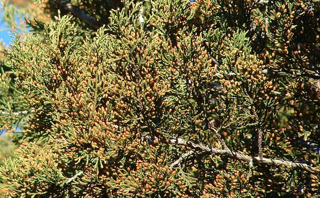 Juniperus ashei, Ashe juniper, mountain cedar