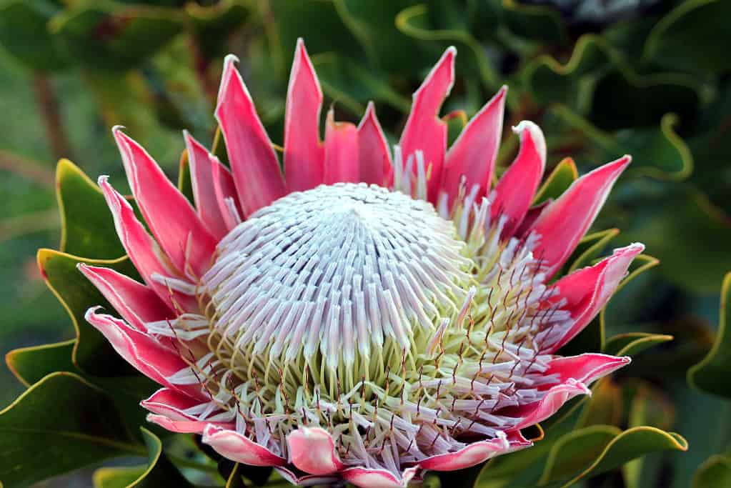 Discover The National Flower Of South Africa The King Protea A Z Animals Discover The National Flower Of South Africa The King Protea A Z Animals
