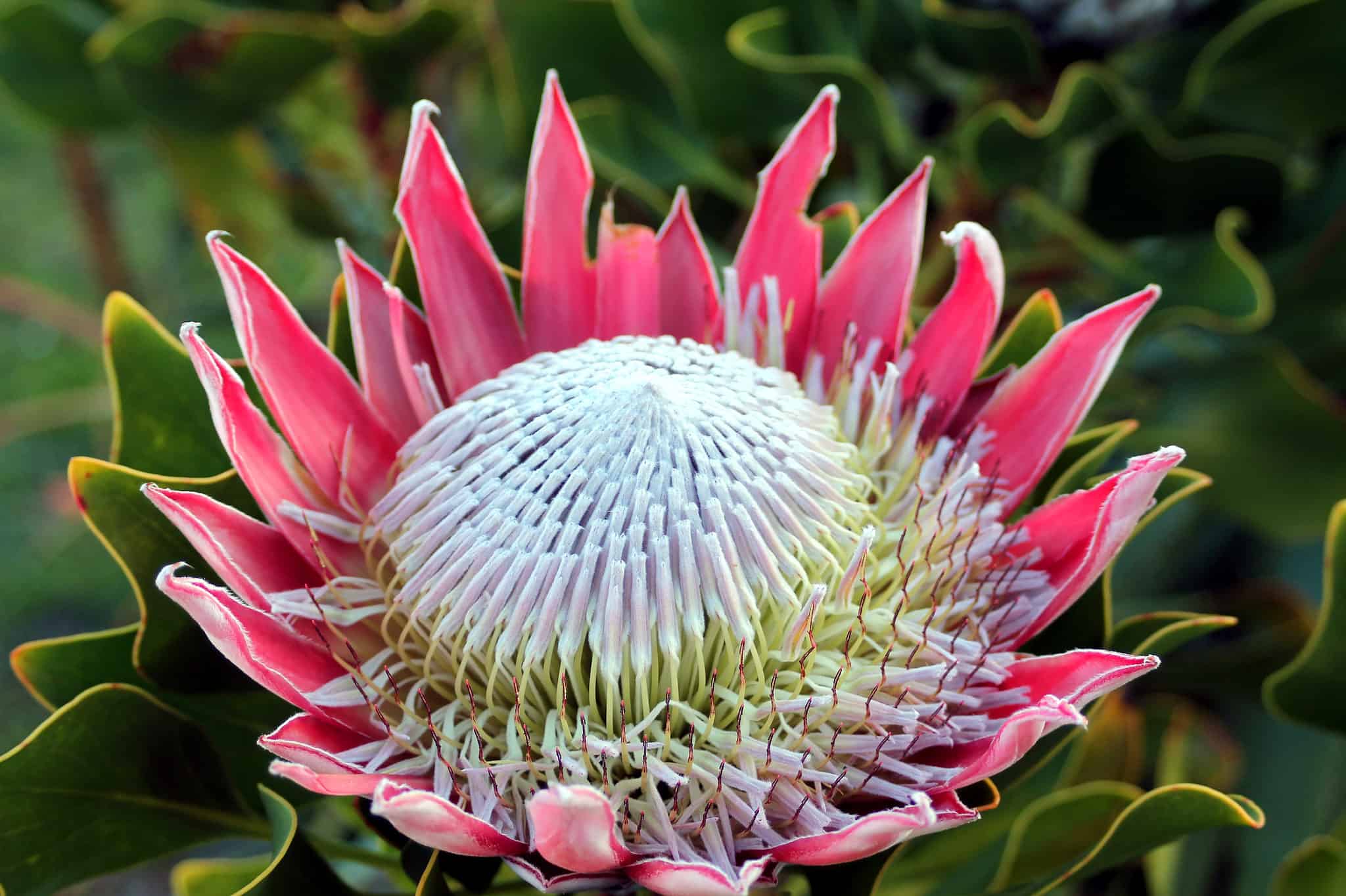 Discover The National Flower Of South Africa The King Protea A Z Animals Discover The National Flower Of South Africa The King Protea A Z Animals
