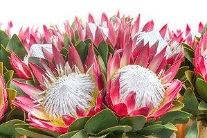 Discover The National Flower of South Africa: The King Protea Picture