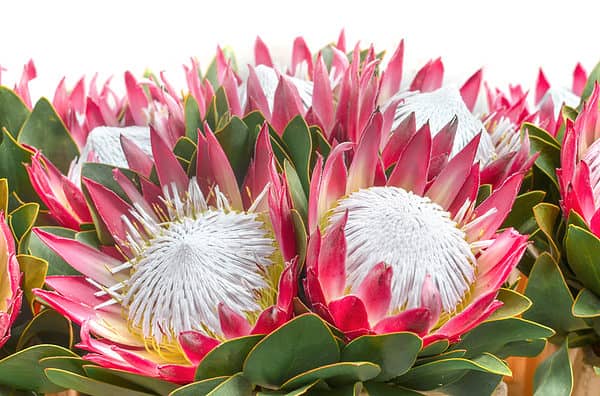 Discover The National Flower of South Africa: The King Protea - AZ Animals