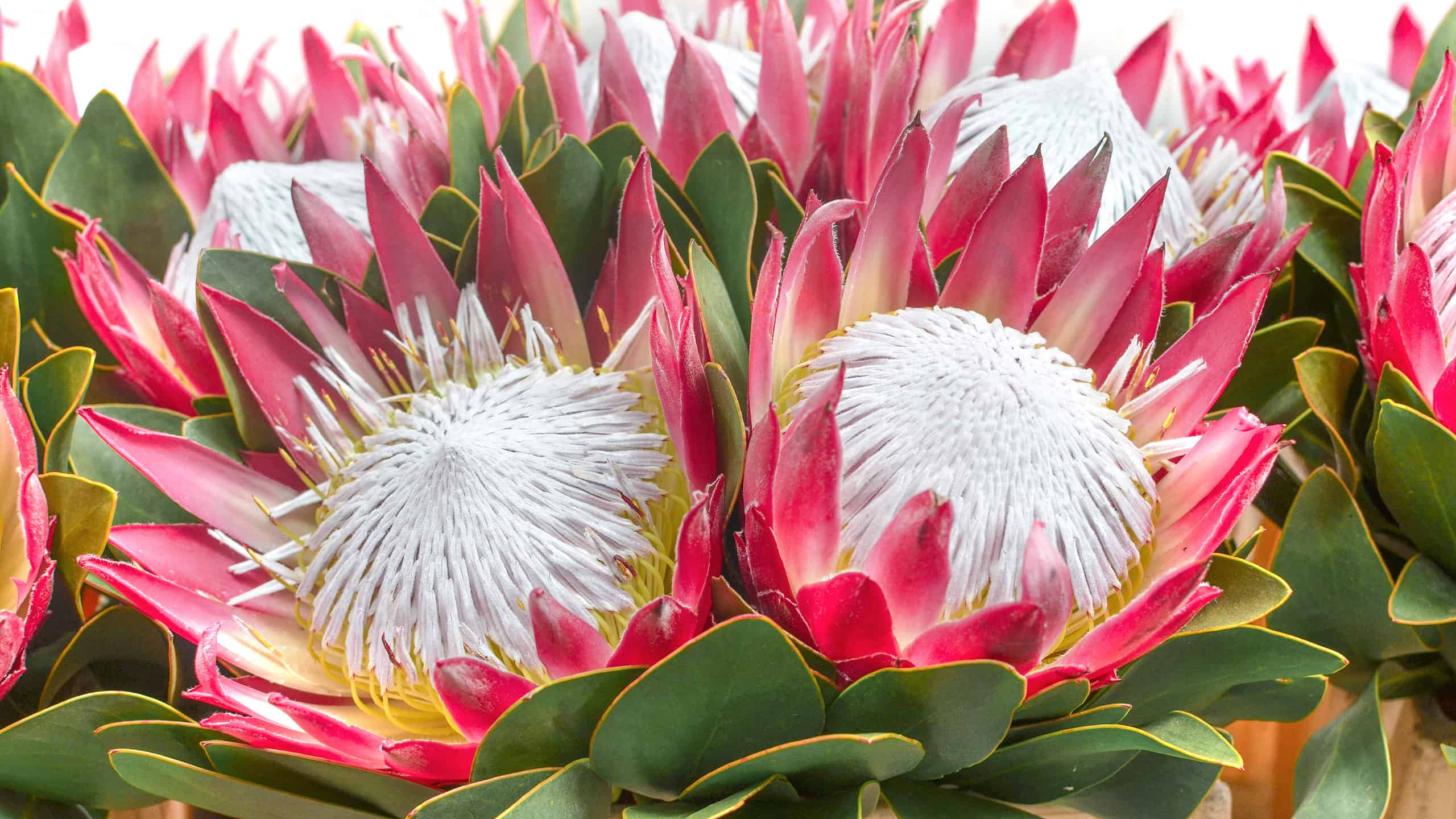 Discover The National Flower of South Africa: The King Protea - AZ Animals