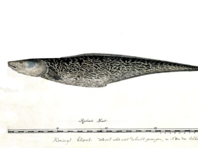 A Genypterus capensis