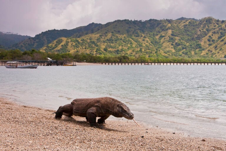 Komodo dragon at Komodo National Park, Indonesia