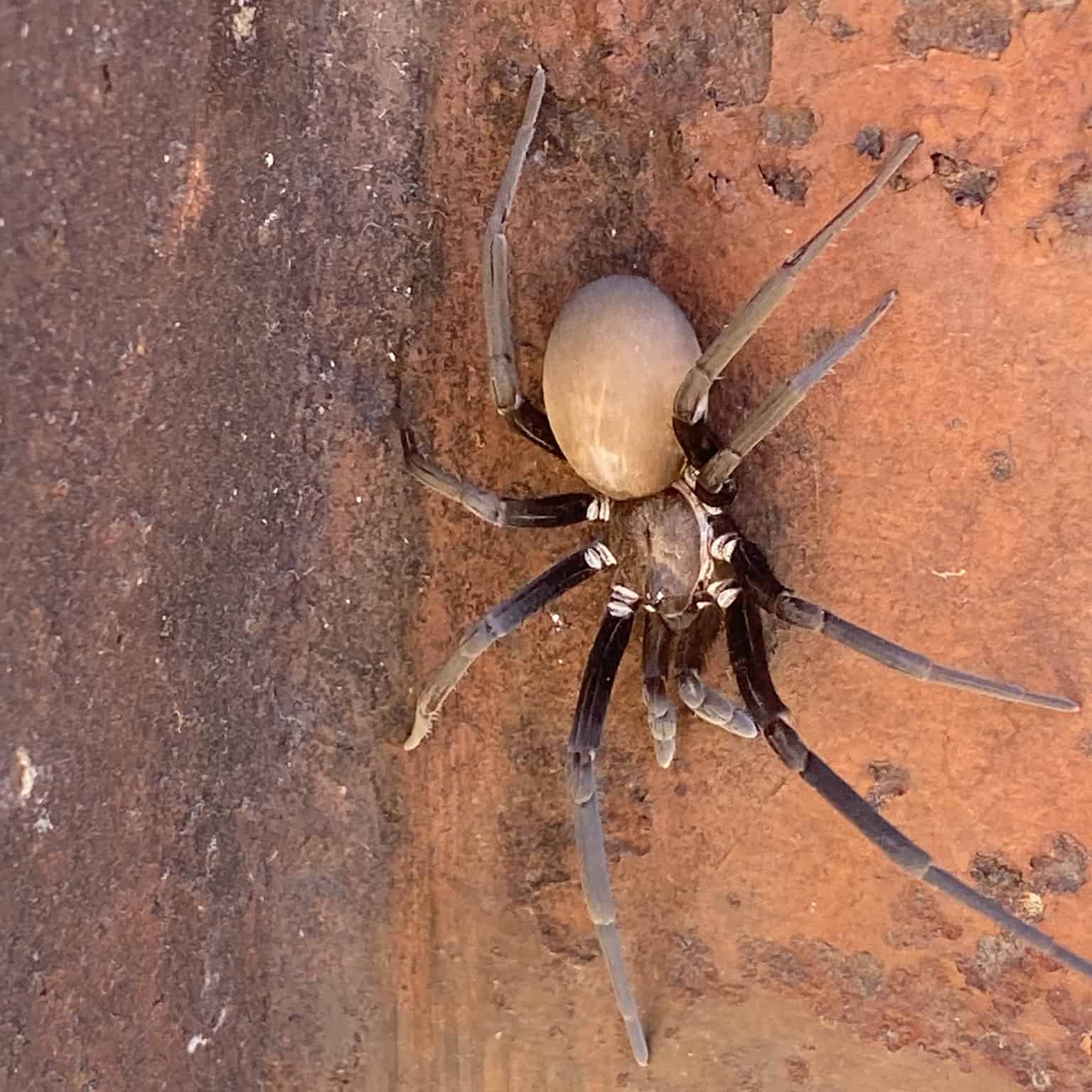 Arizona black hole spider