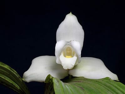 A Discover The National Flower of Guatemala: White Nun Orchid